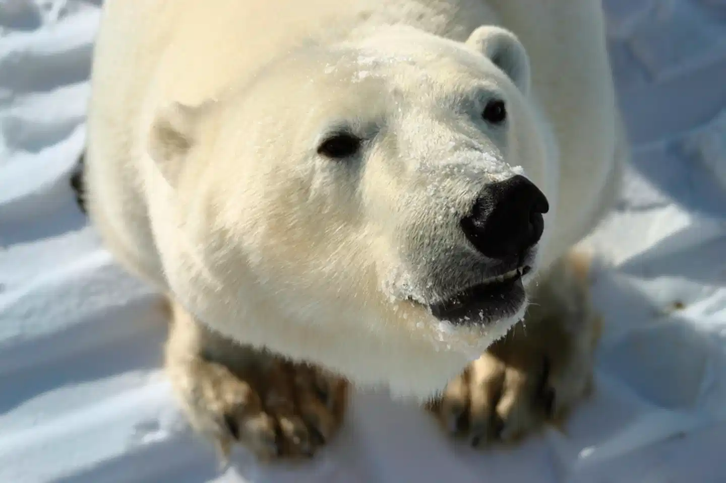 Auf den Spuren der Eisbären (5 Nächte) Tiere
