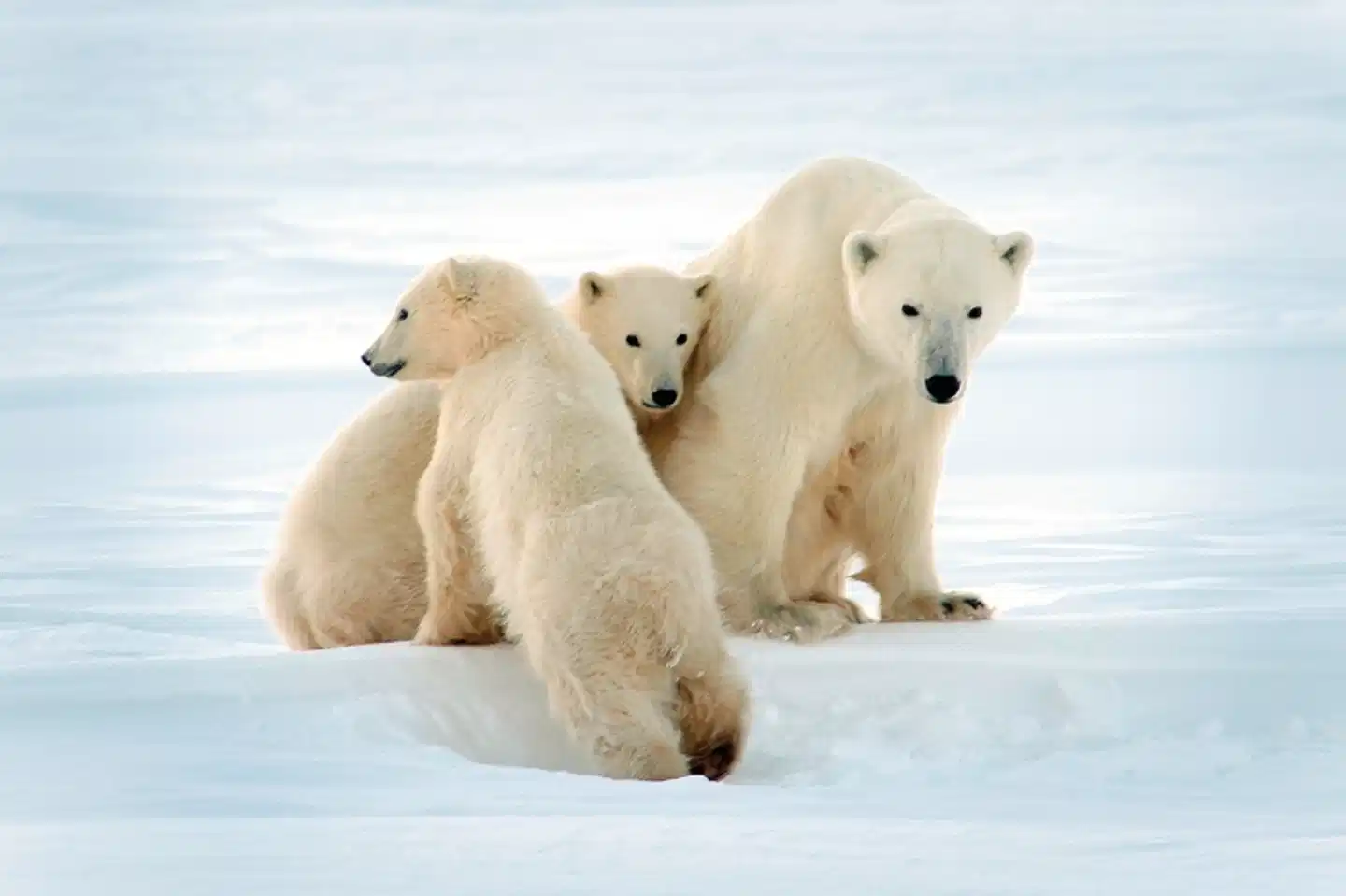 Auf den Spuren der Eisbären (5 Nächte) Tiere