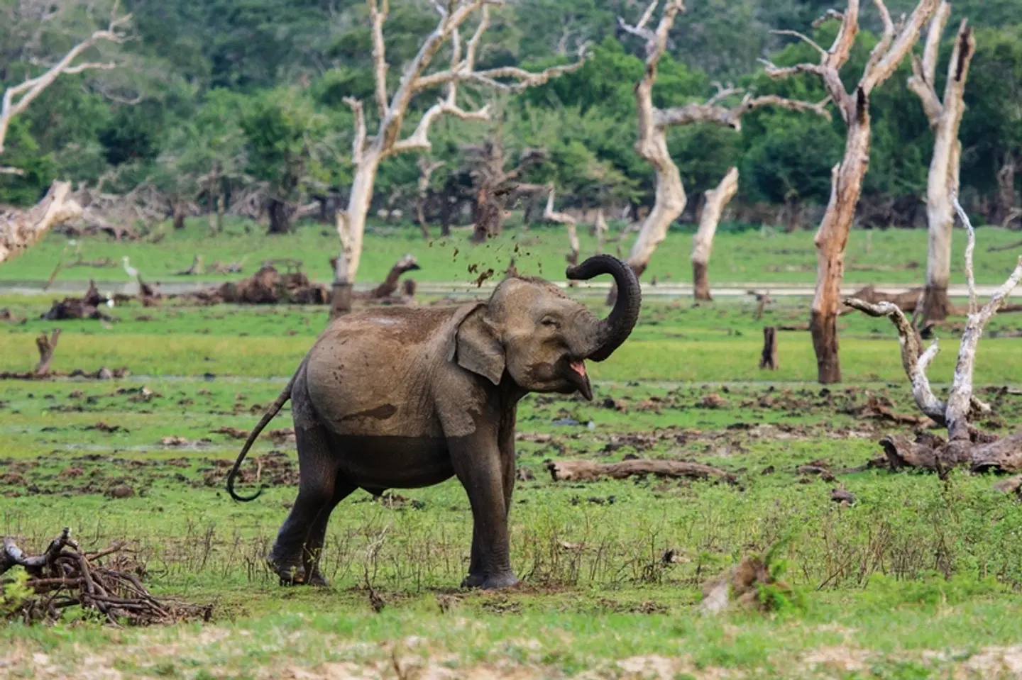 Uga Chena Huts Tiere