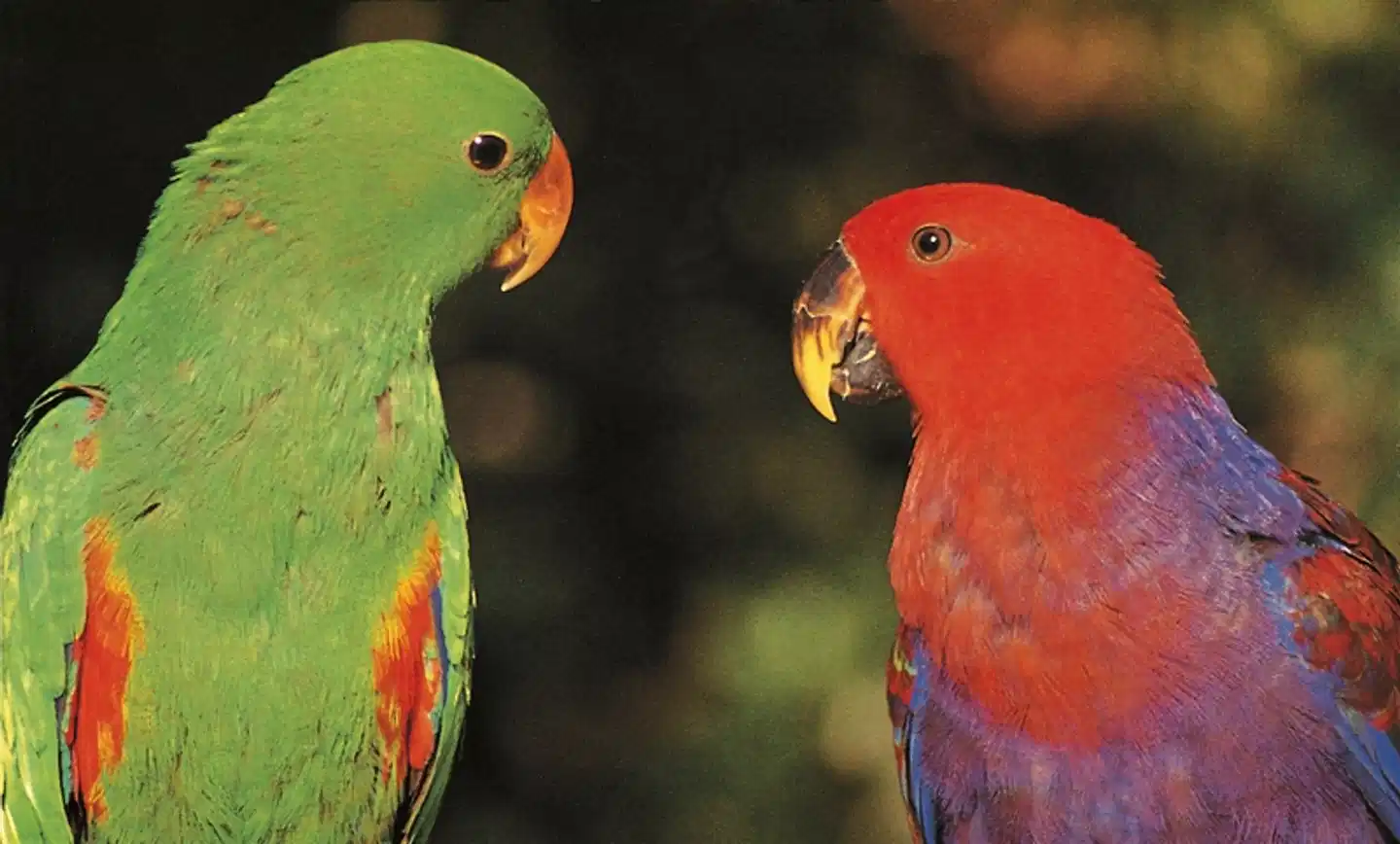 Brasilien Intensiv - Vom Amazonas bis nach Afrika Tiere