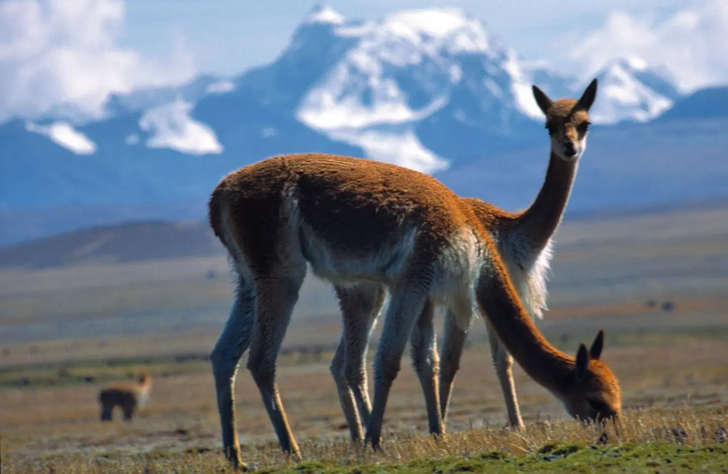 Große Südamerika Rundreise Tiere