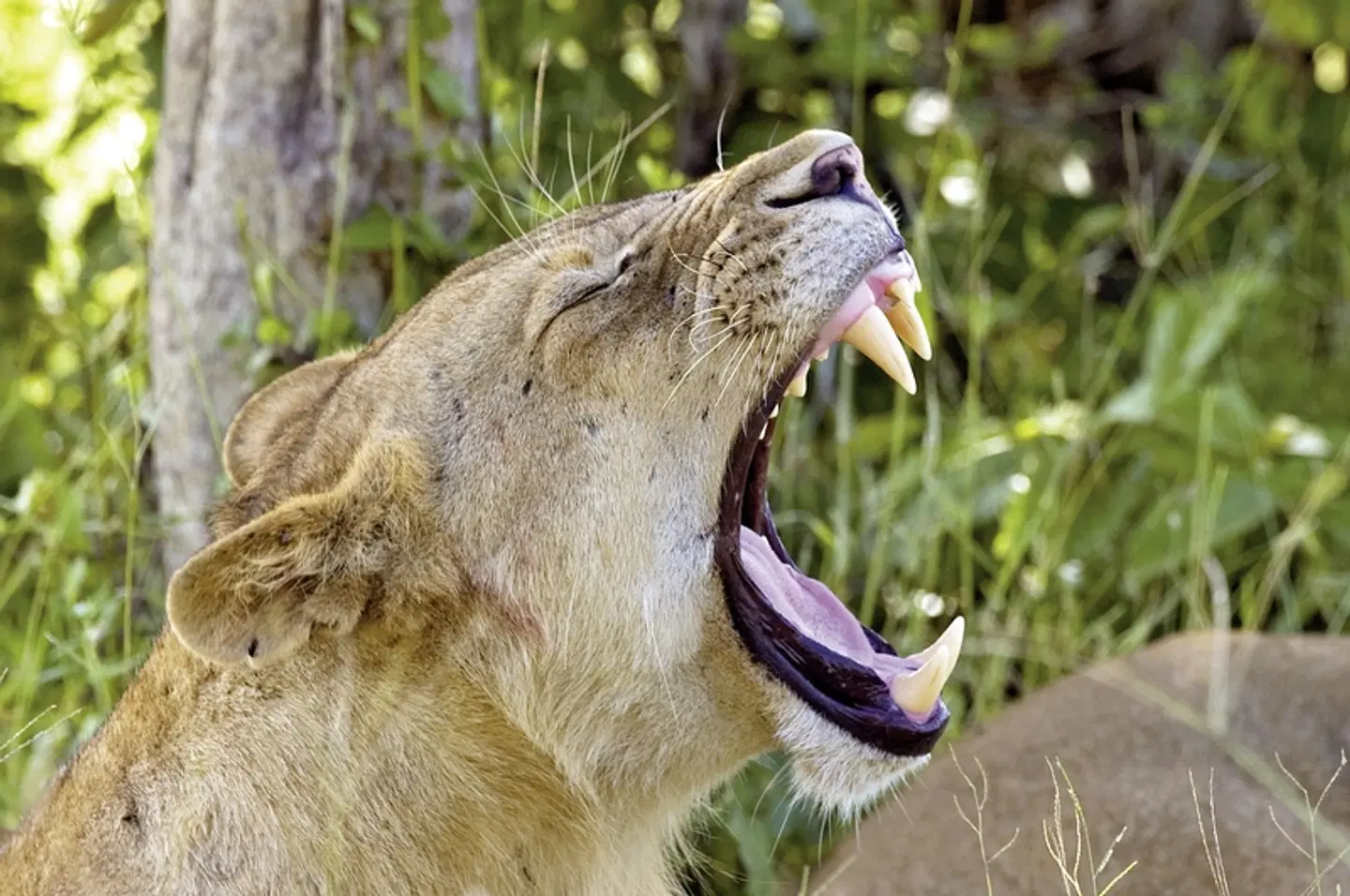 Botswana Exklusiv mit Sanctuary Retreats Tiere