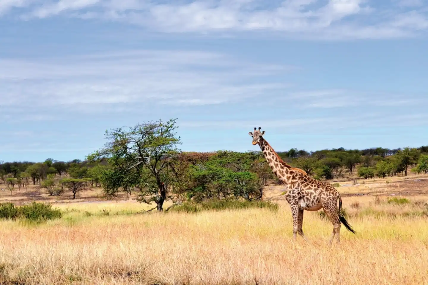 Masai Mara Fly-In Safari Premium ab/bis Mombasa Landschaft