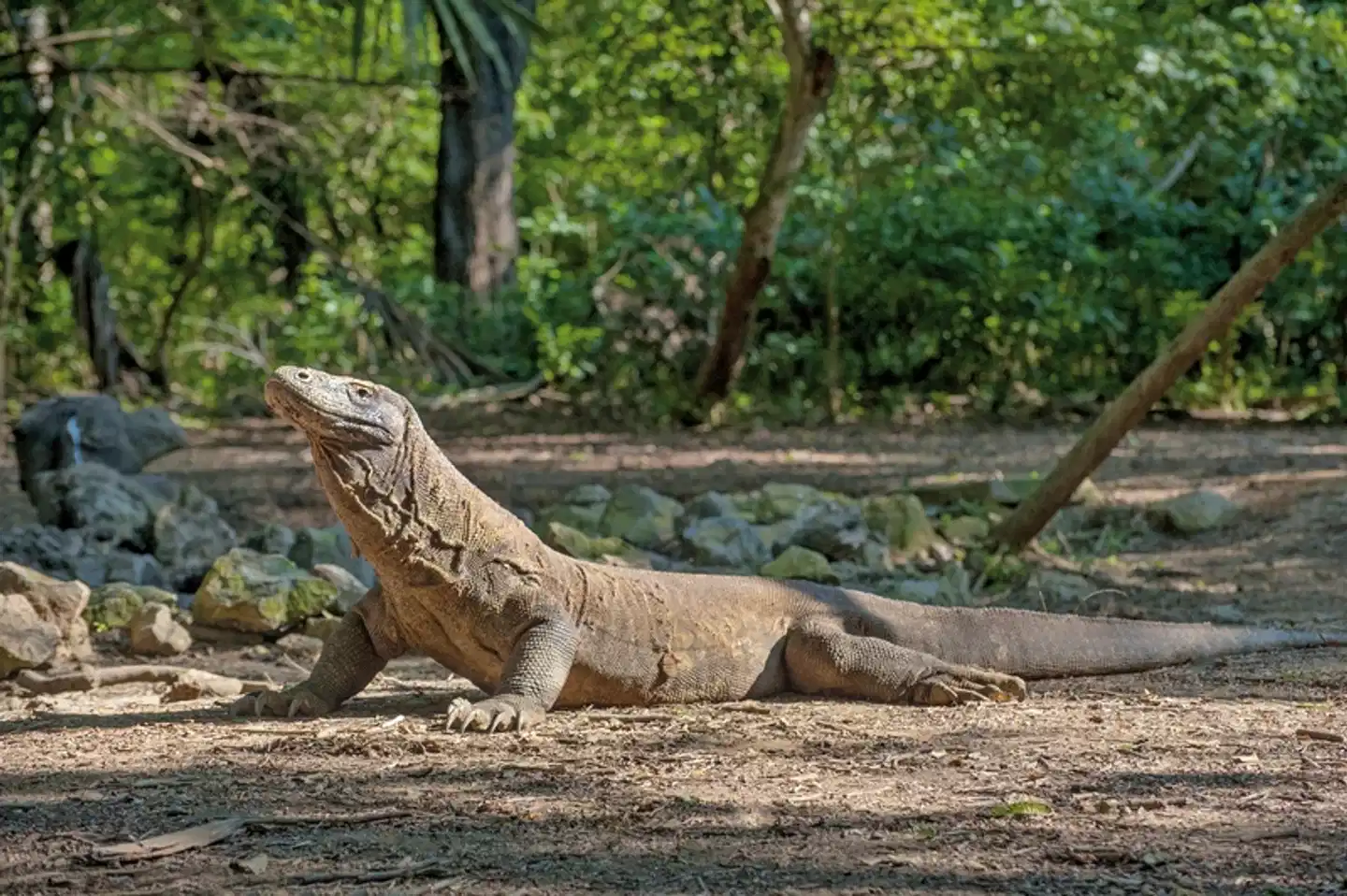 Komodo & Flores zum Kennenlernen (Privatreise) Tiere