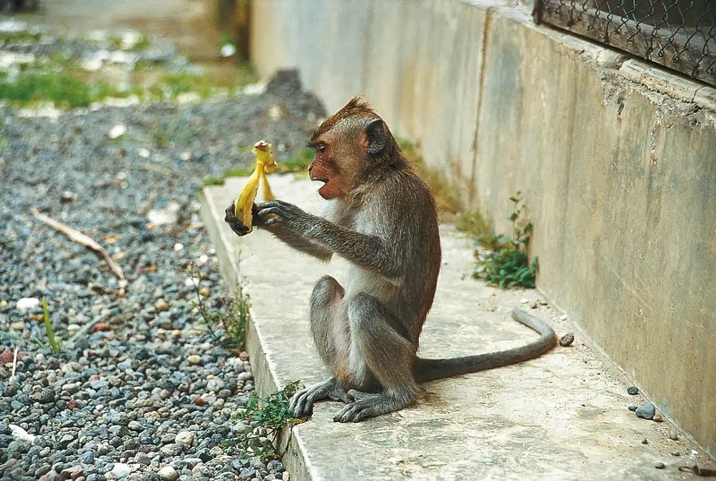 Bali intensiv (Gruppenreise) Tiere