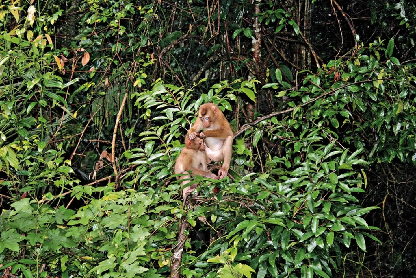 Khao Yai Nationalpark Tiere
