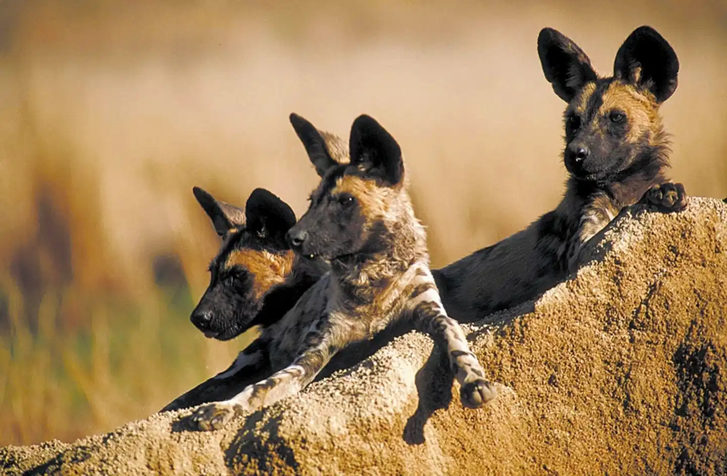 Mpumalanga - Im Reich der wilden Tiere Tiere
