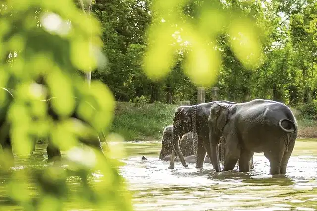Nord-Thailand mit Goldenem Dreieck (Gruppenreise) Tiere