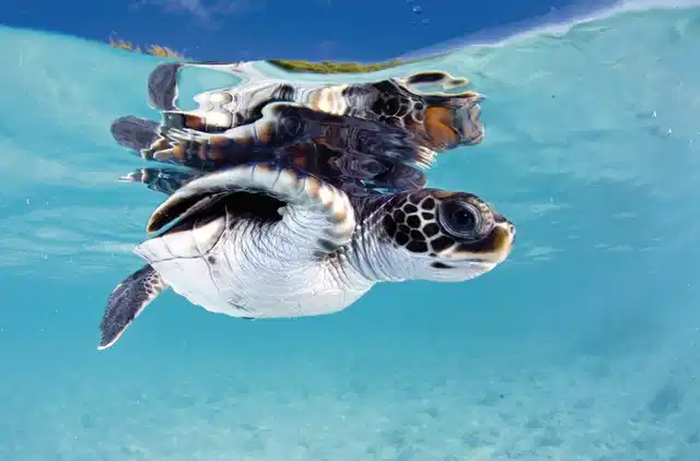 Französisch Polynesien von seiner schönsten Seite Tiere