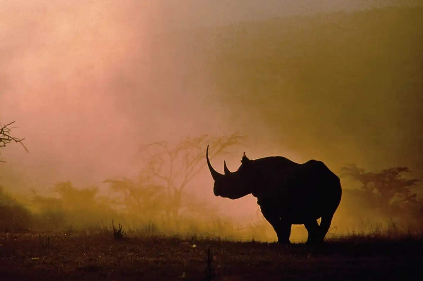 Masai Mara Fly-In Safari Premium ab/bis Mombasa Tiere