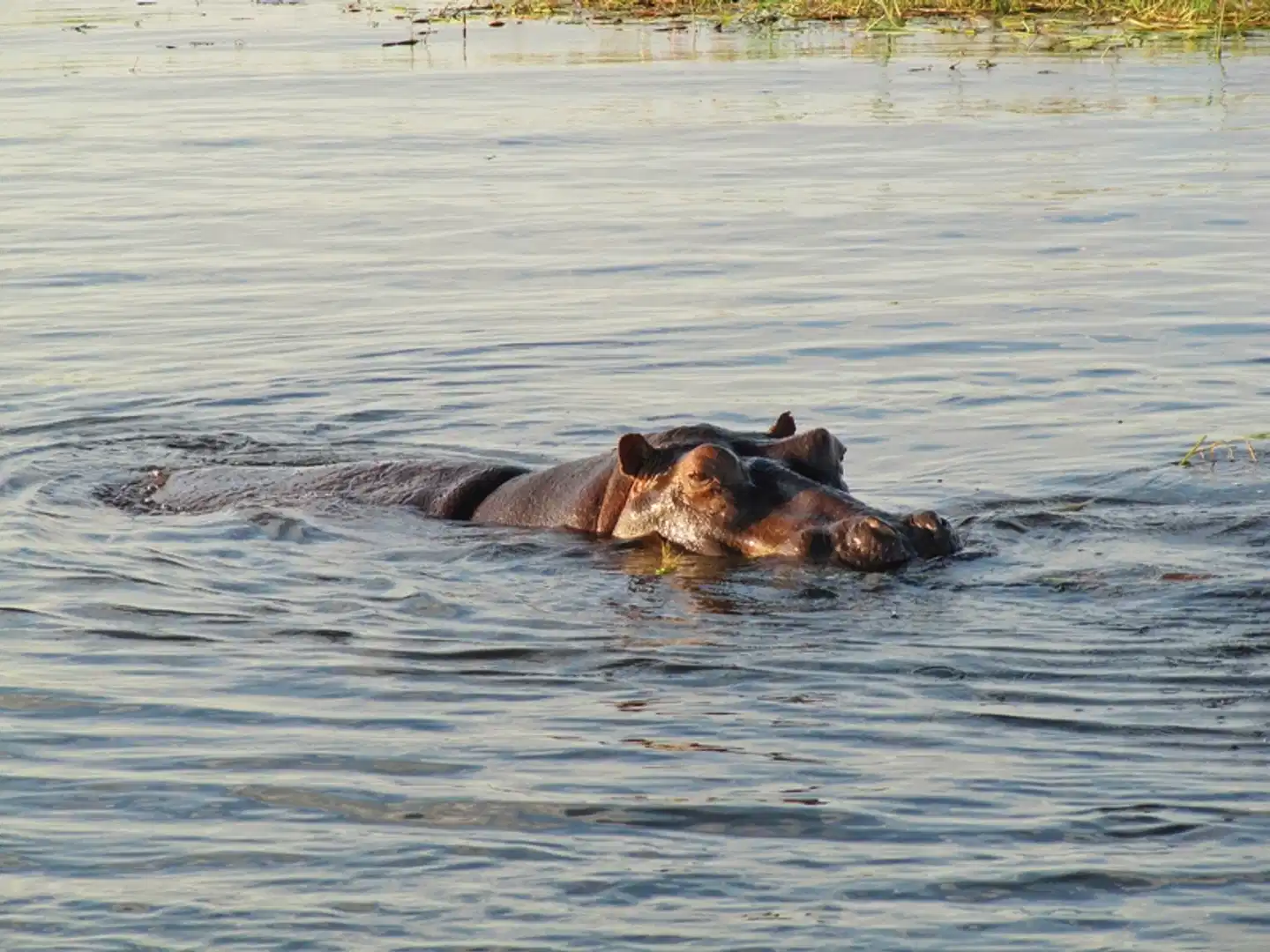 Zambezi Queen 2 Nächte Tiere