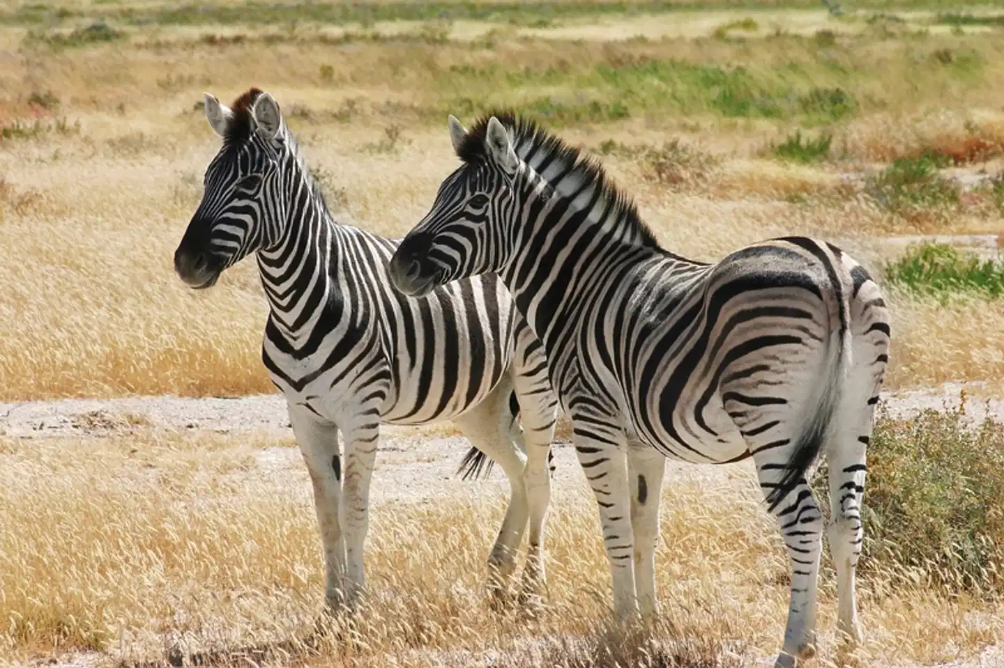 Namibia Kaleidoskop Superior Tiere