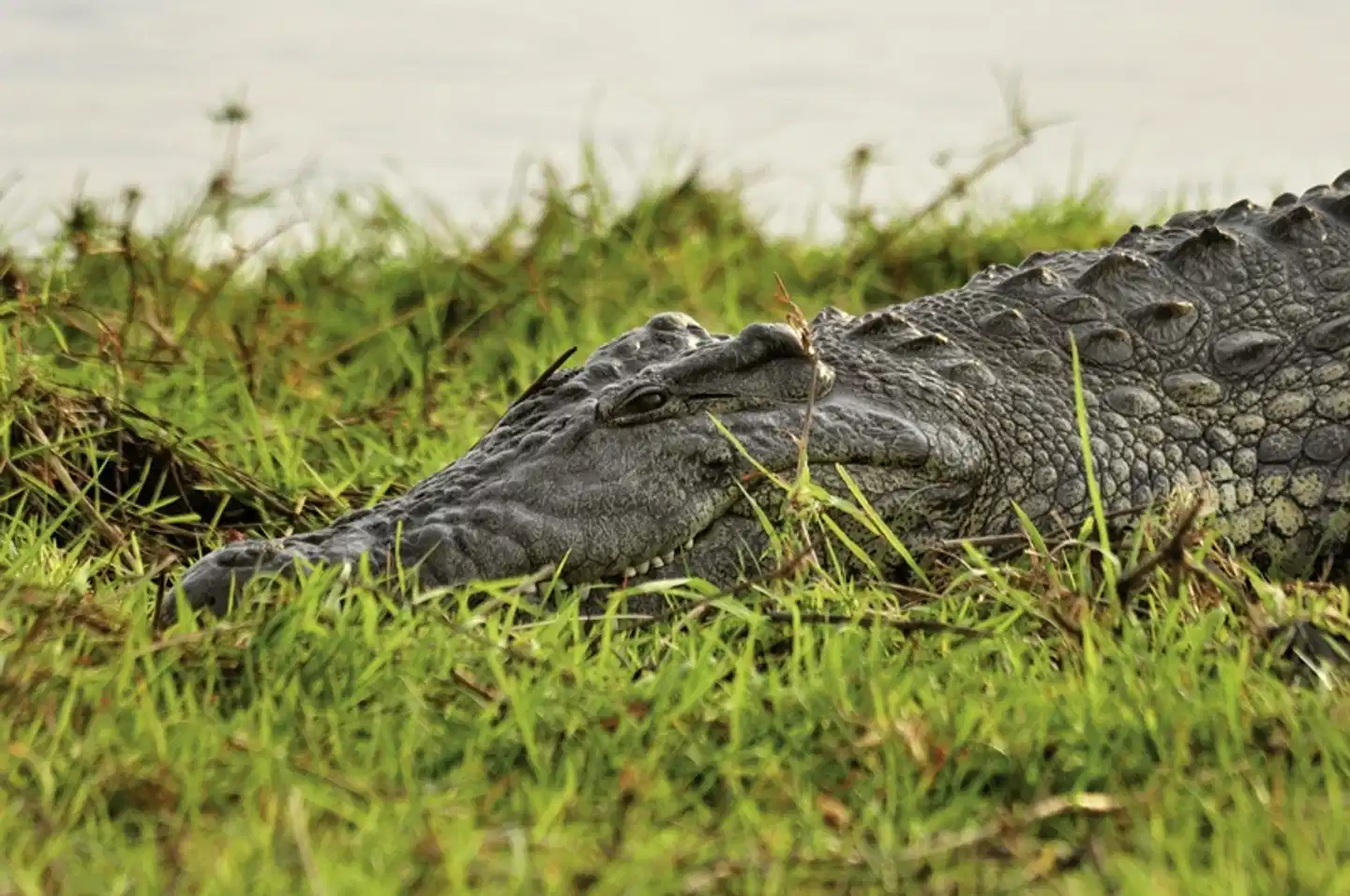 Botswana Exklusiv mit Sanctuary Retreats Tiere