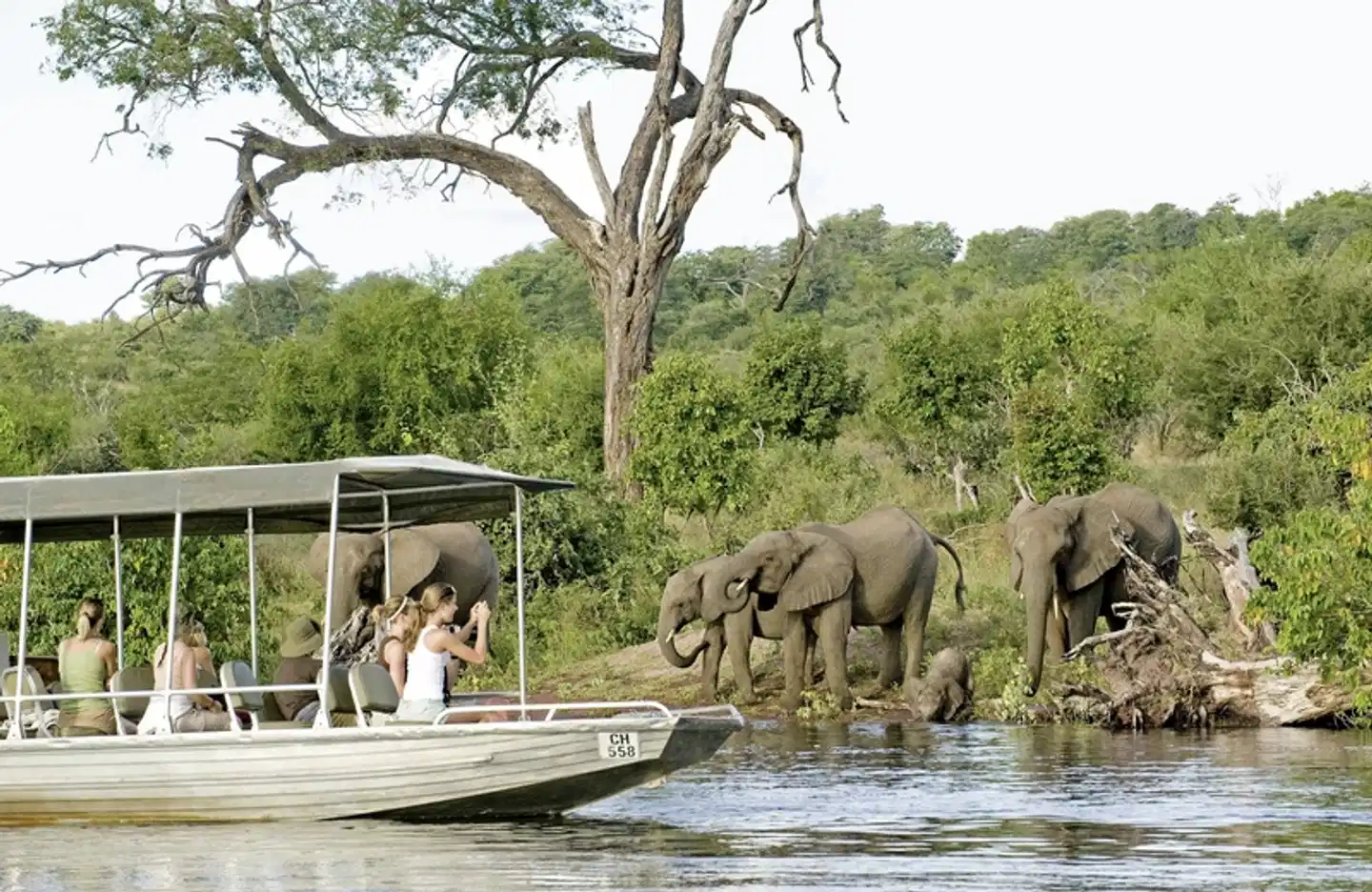 Botswana Exklusiv mit Sanctuary Retreats Tiere