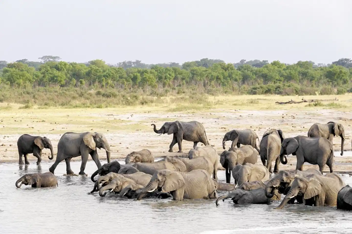 Zambezi Queen 2 Nächte Tiere