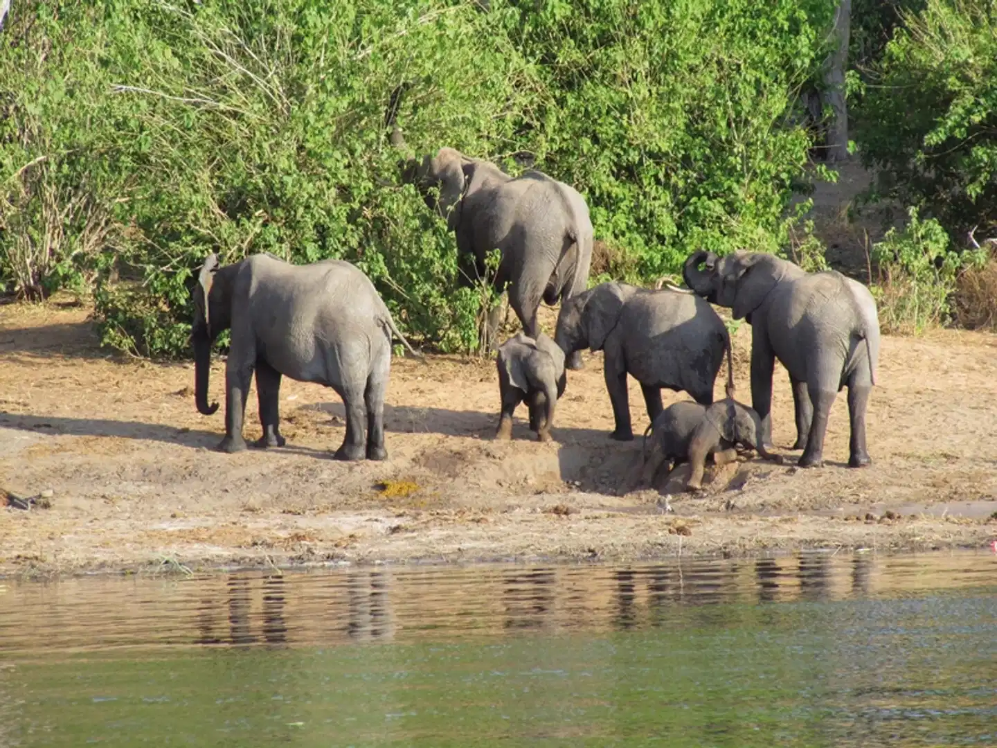 Zambezi Queen 2 Nächte Tiere