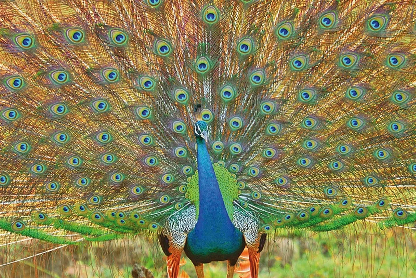 Wildlife Safari Tiere