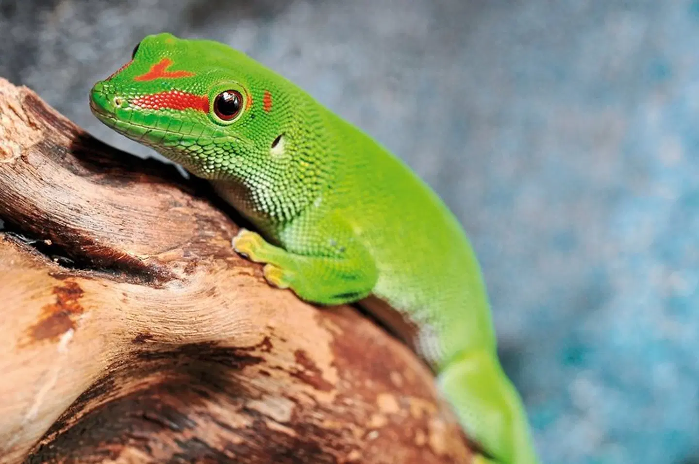 Naturparadies Madagaskar Tiere