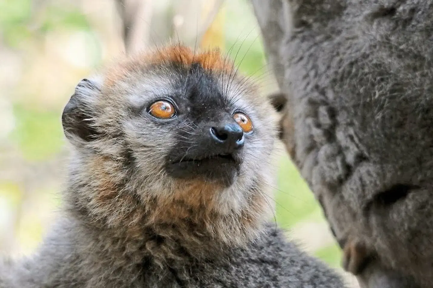 Naturparadies Madagaskar Tiere