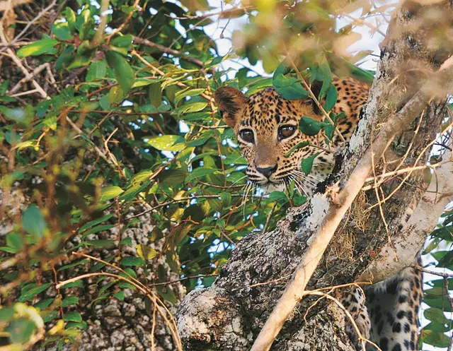 Wildlife Potpourri Tiere