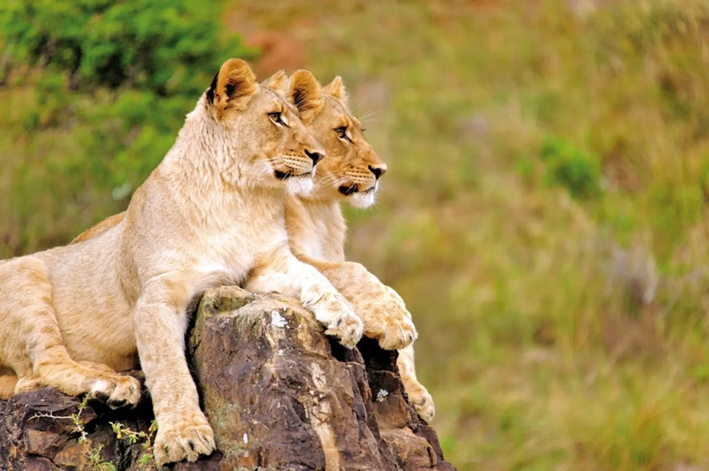 Kap Sinfonie - Kleingruppenreise Tiere