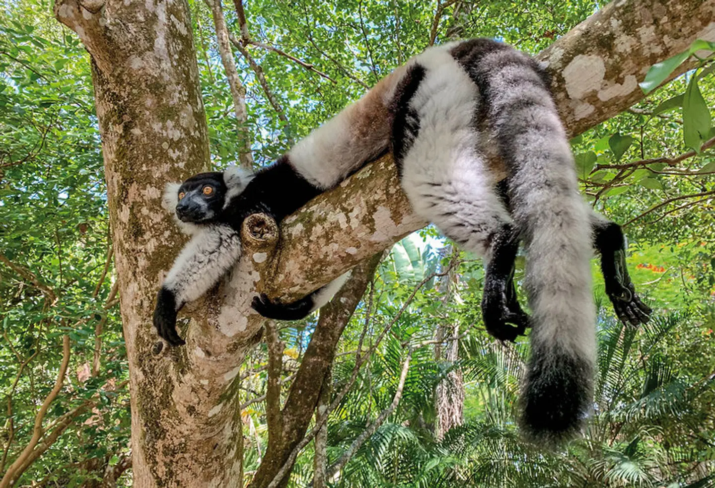 Naturparadies Madagaskar Tiere