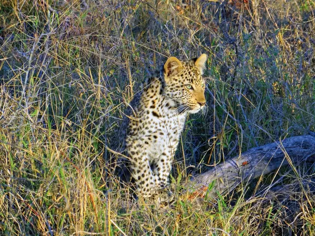 Höhepunkte Mpumalangas Tiere