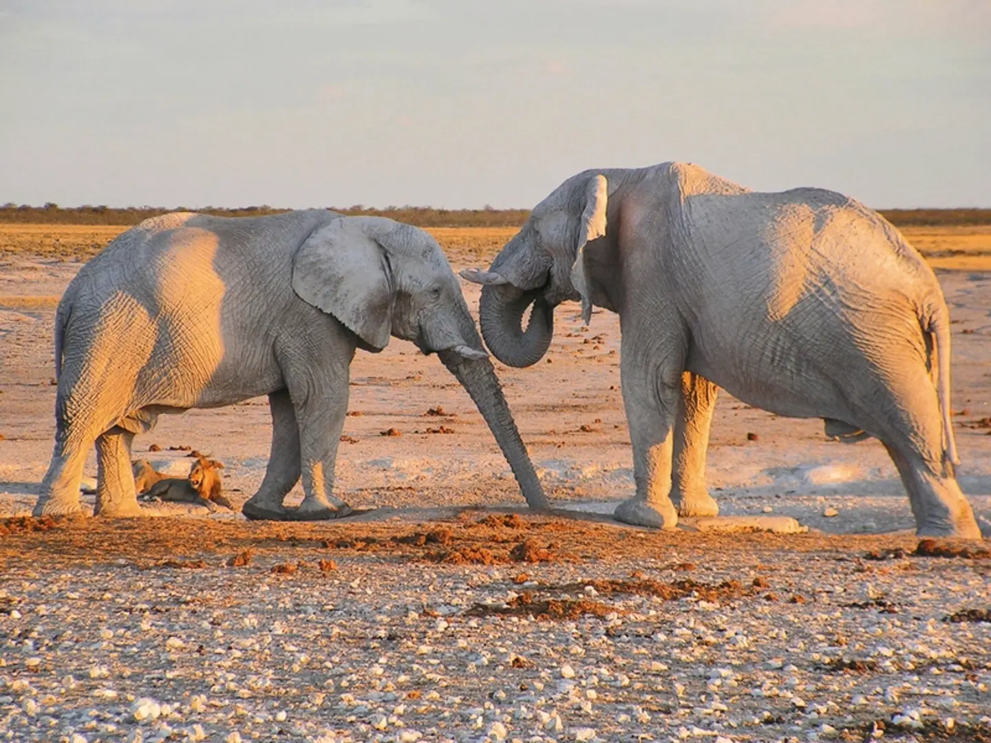 Namibia für Einsteiger Tiere