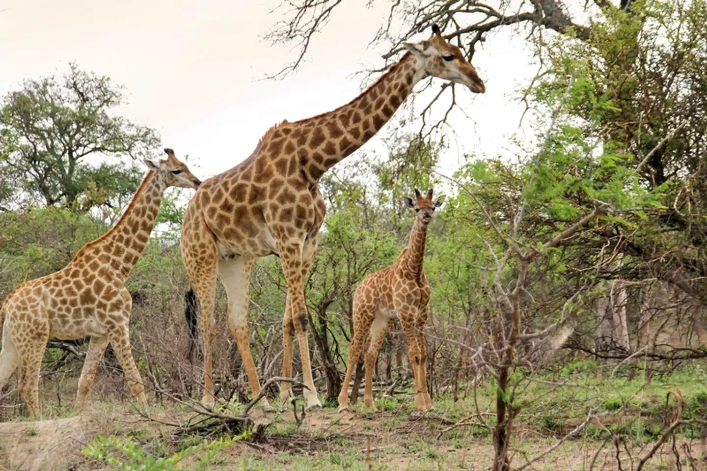 Simbavati Safari Lodges Tiere