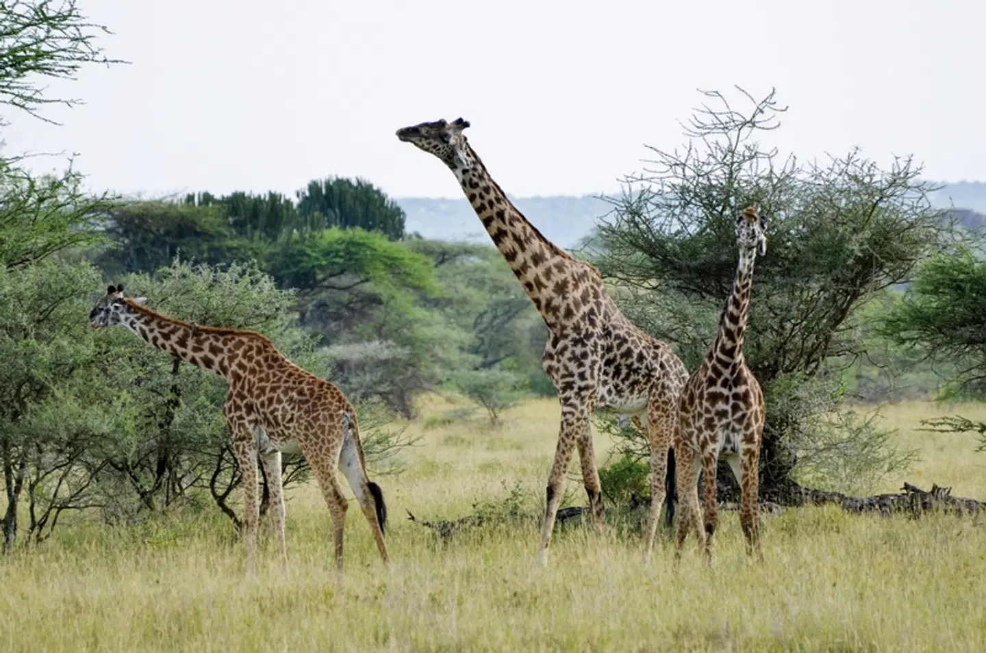 Drifters - Kenia & Tansania Explorer - Accommodated Tiere