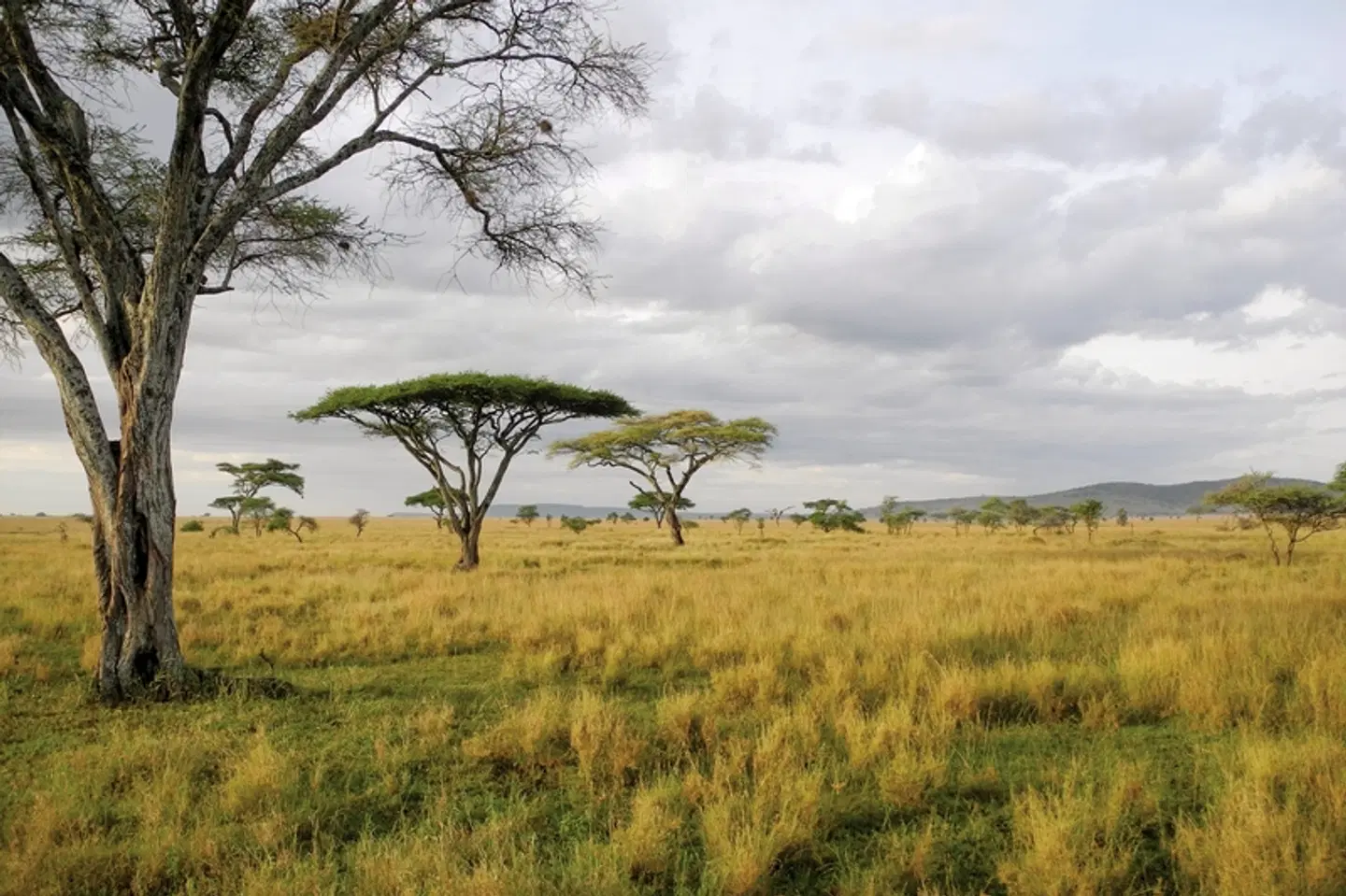 Drifters - Kenia & Tansania Explorer - Accommodated LANDSCAPE