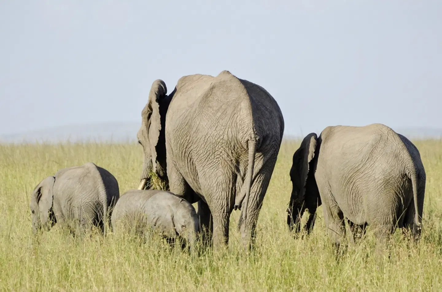 Drifters - Kenia & Tansania Explorer - Accommodated Tiere