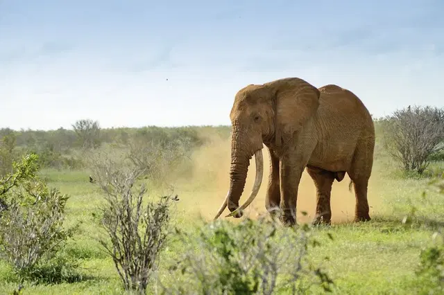 Tsavo Abenteuer Tiere