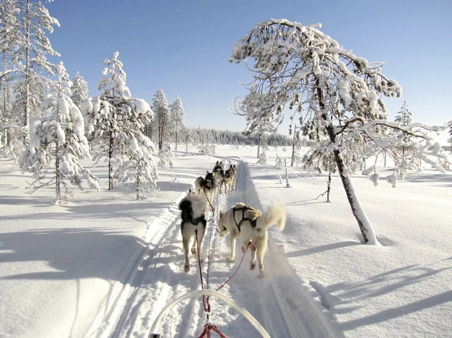 Lappland Deluxe Tiere