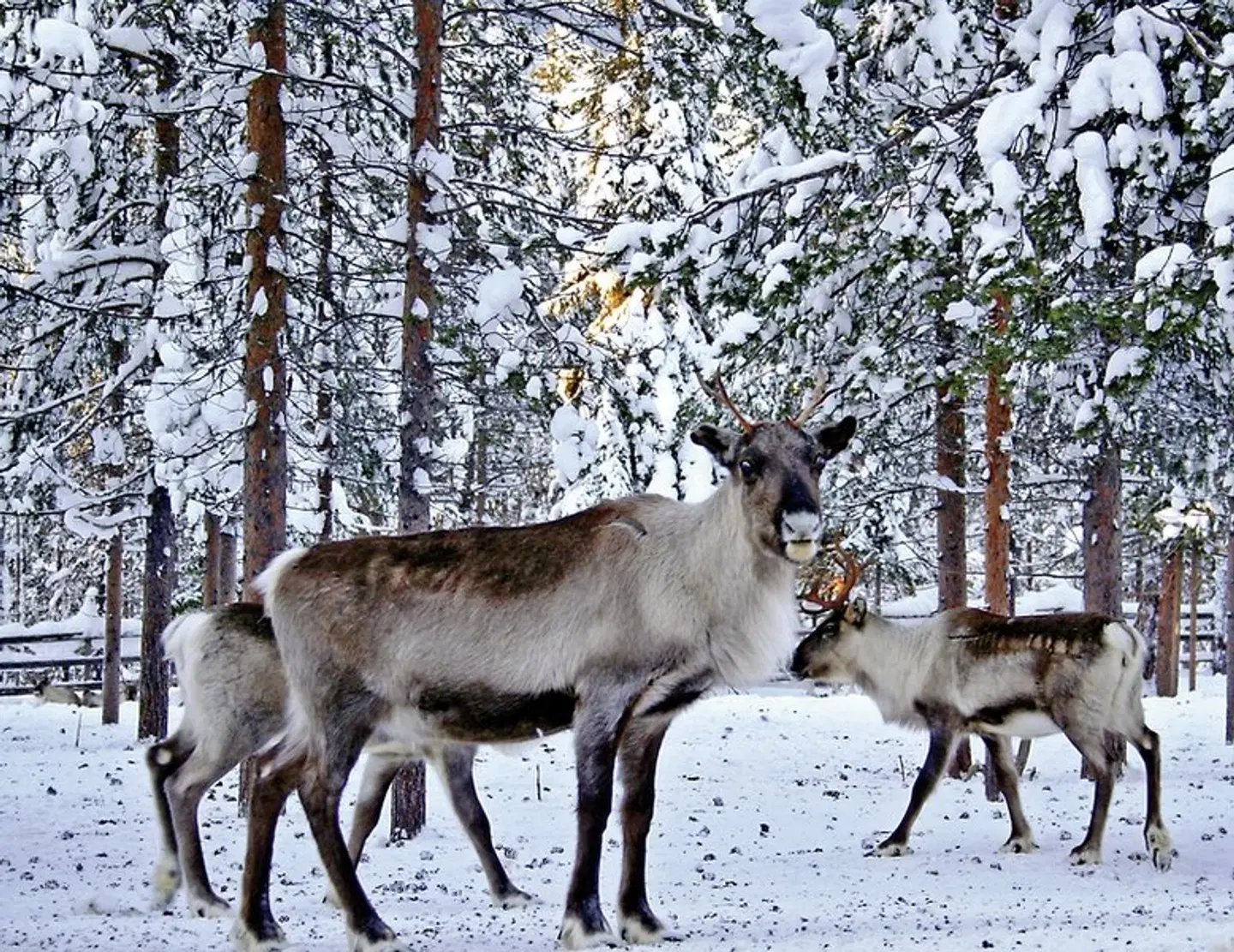 Wintererlebnis Saariselkä Tiere