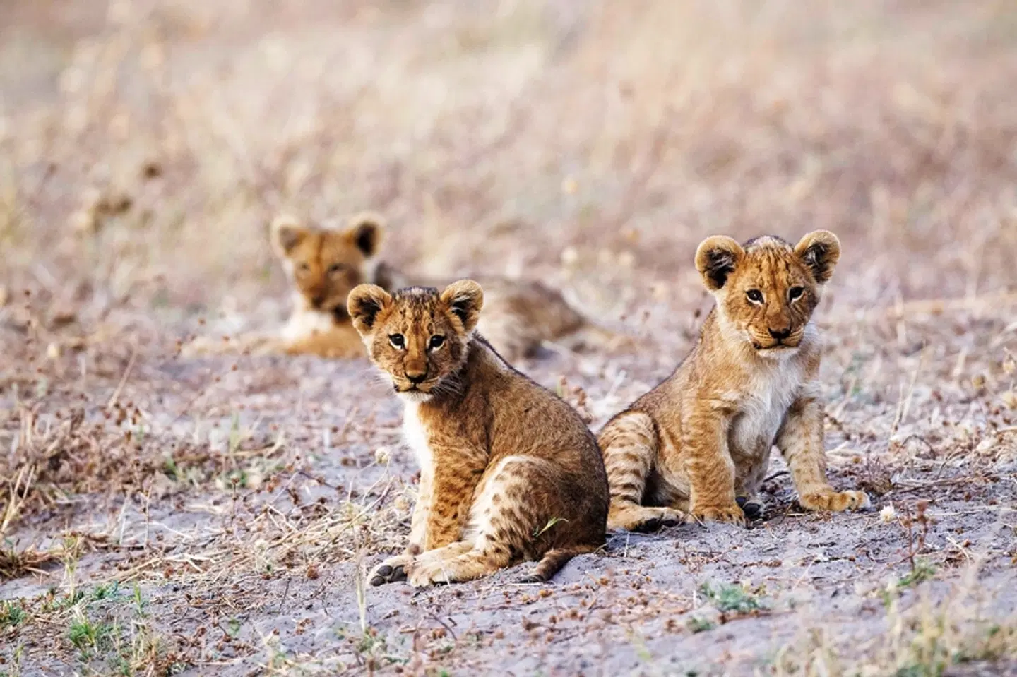 Der Herzschlag Afrikas (8 Nächte ab Maun) Tiere