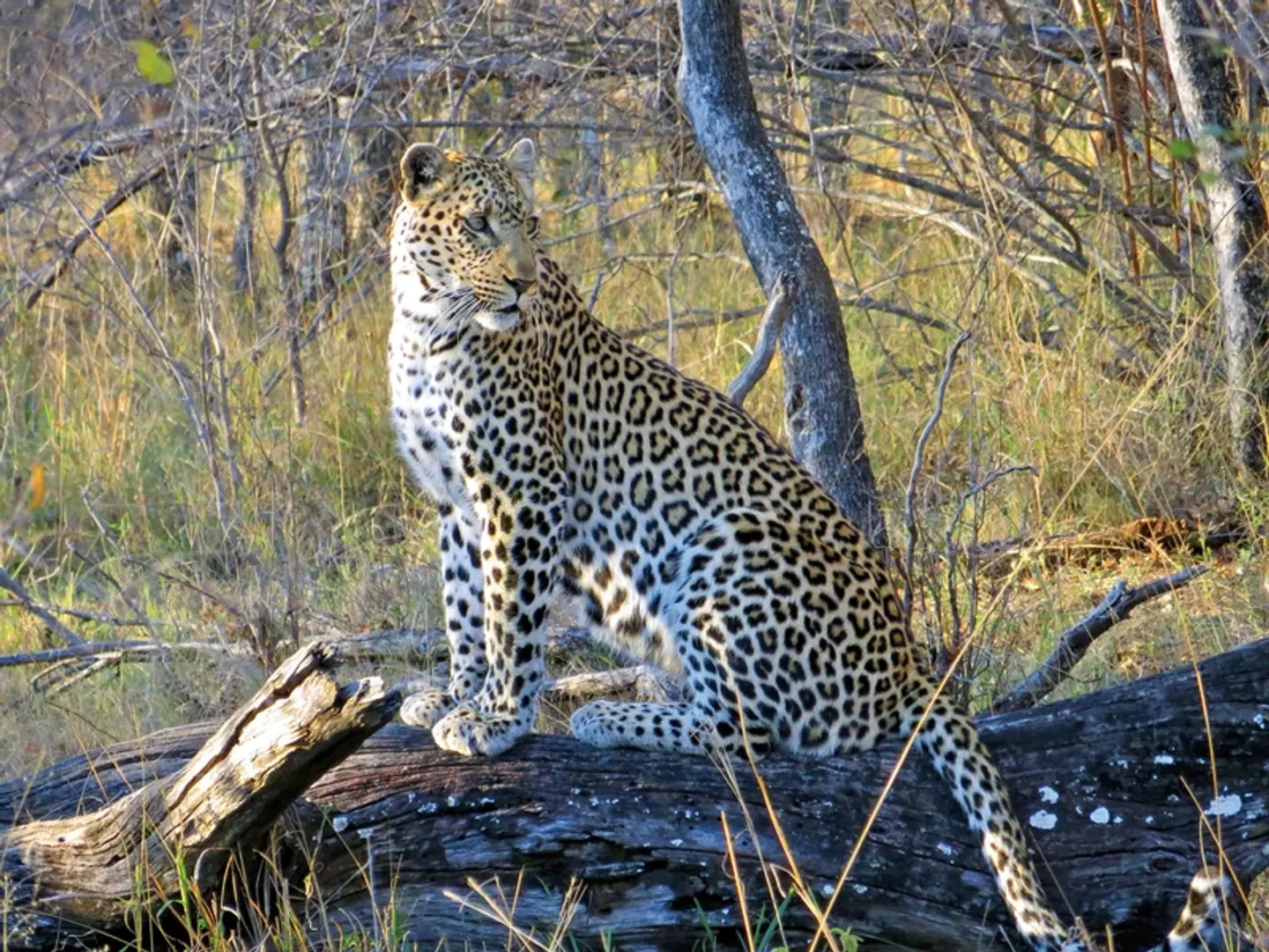 Südafrika à la carte - mit MEIERS mehr erleben Tiere