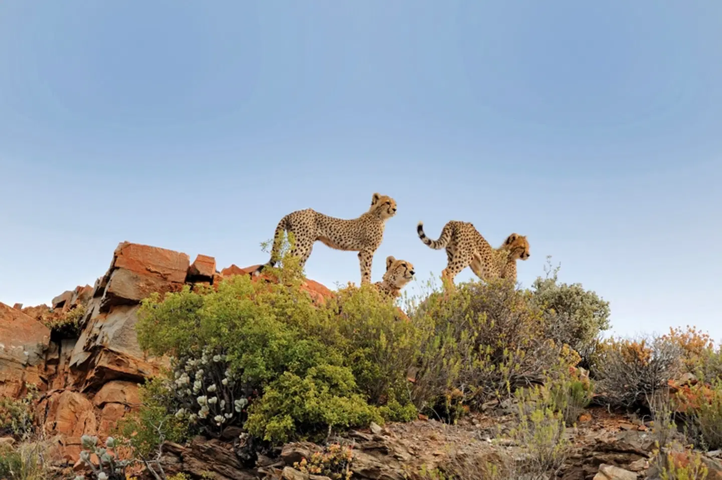 Sanbona Wildlife Reserve Tiere