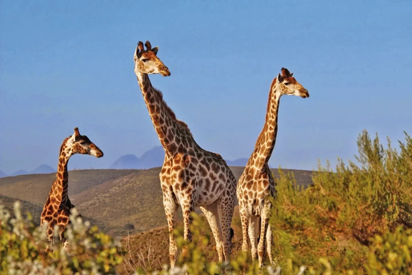 Südafrika à la carte - mit MEIERS mehr erleben Tiere