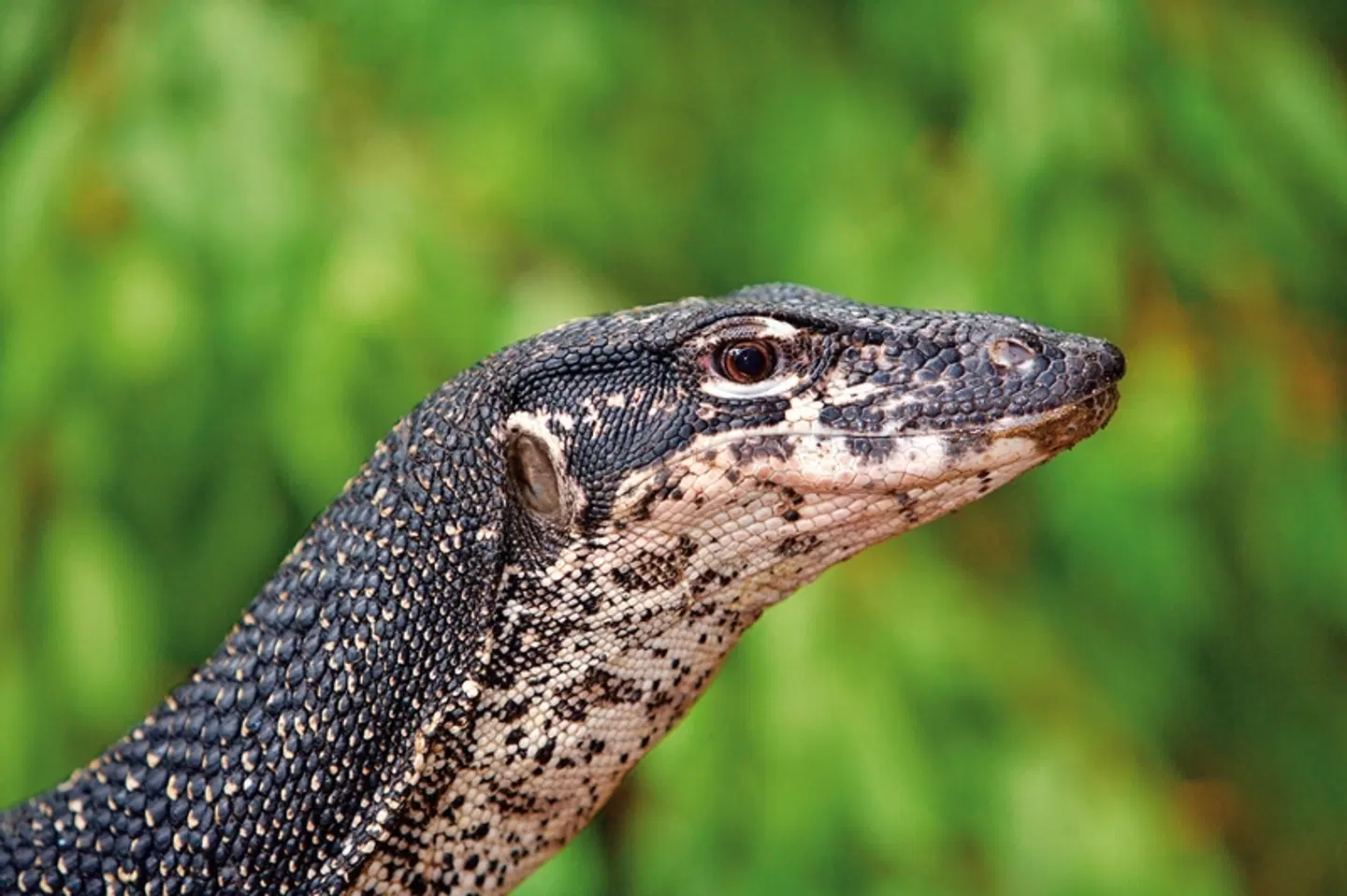 Palawan - Die wilde Schönheit der Philippinen Tiere