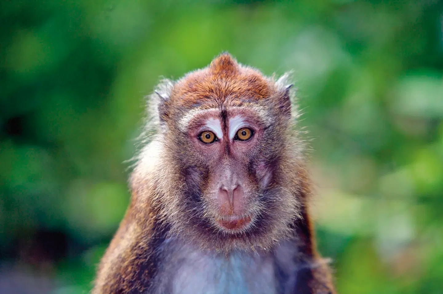 Palawan - Die wilde Schönheit der Philippinen Tiere