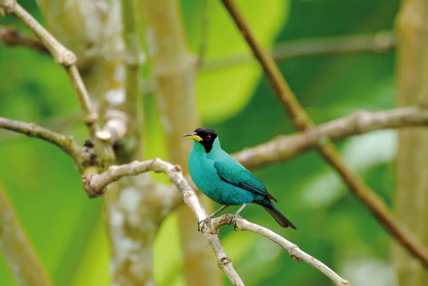 HADCO Experiences at Asa Wright Nature Center Tiere