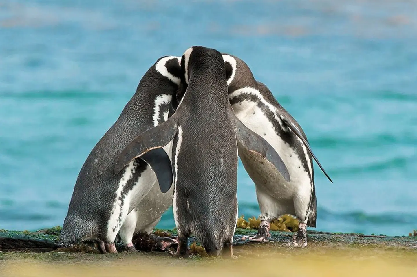 Patagoniens Vielfalt - Naturwunder & Metropolen Tiere