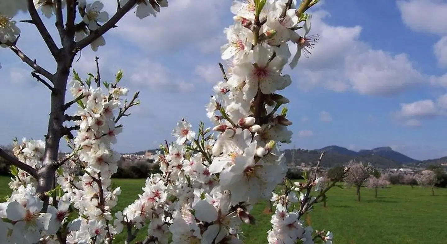 Can Bessol LANDSCAPE