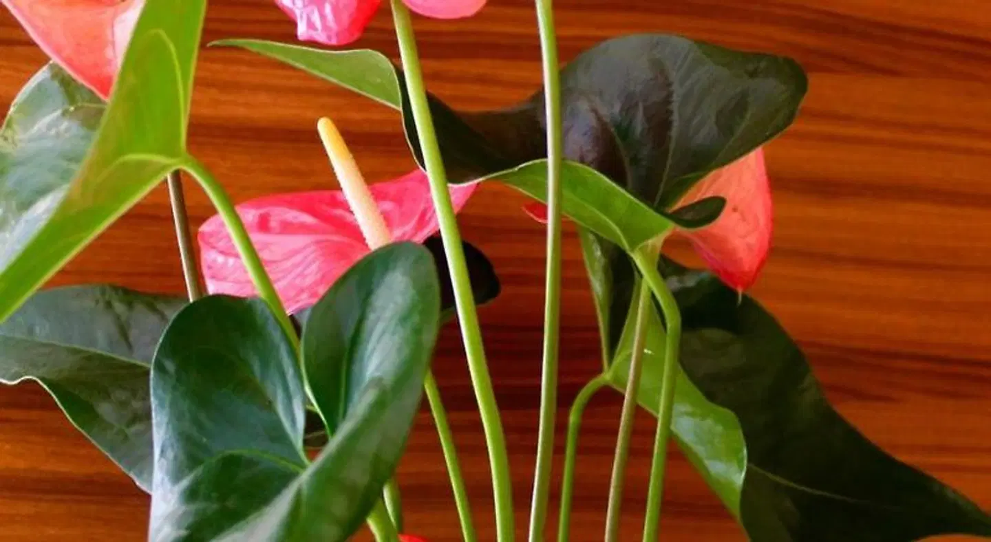 Cristina SPORTS_AND_LEISURE