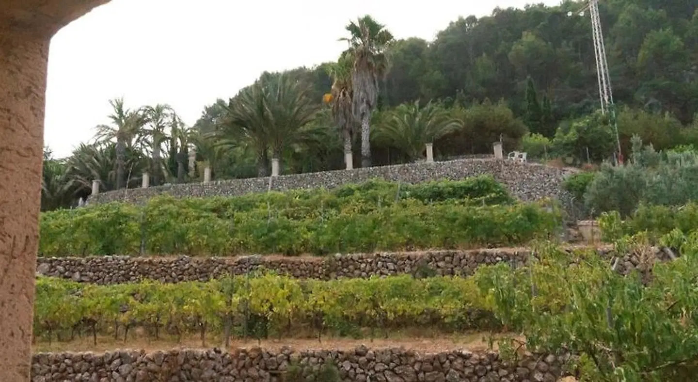 Rural Son Borguny LANDSCAPE