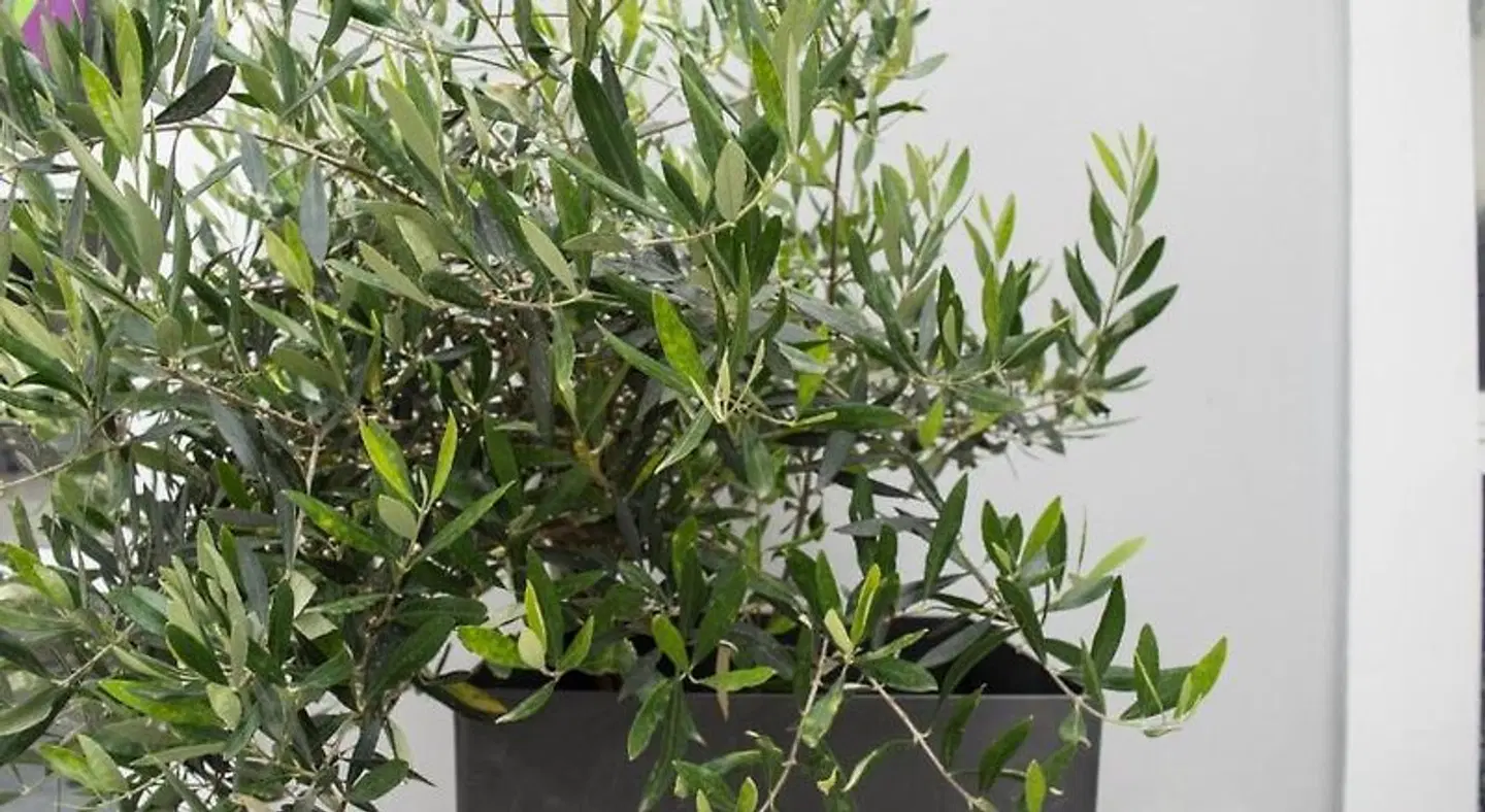 Paradise Beach Hotel Garten