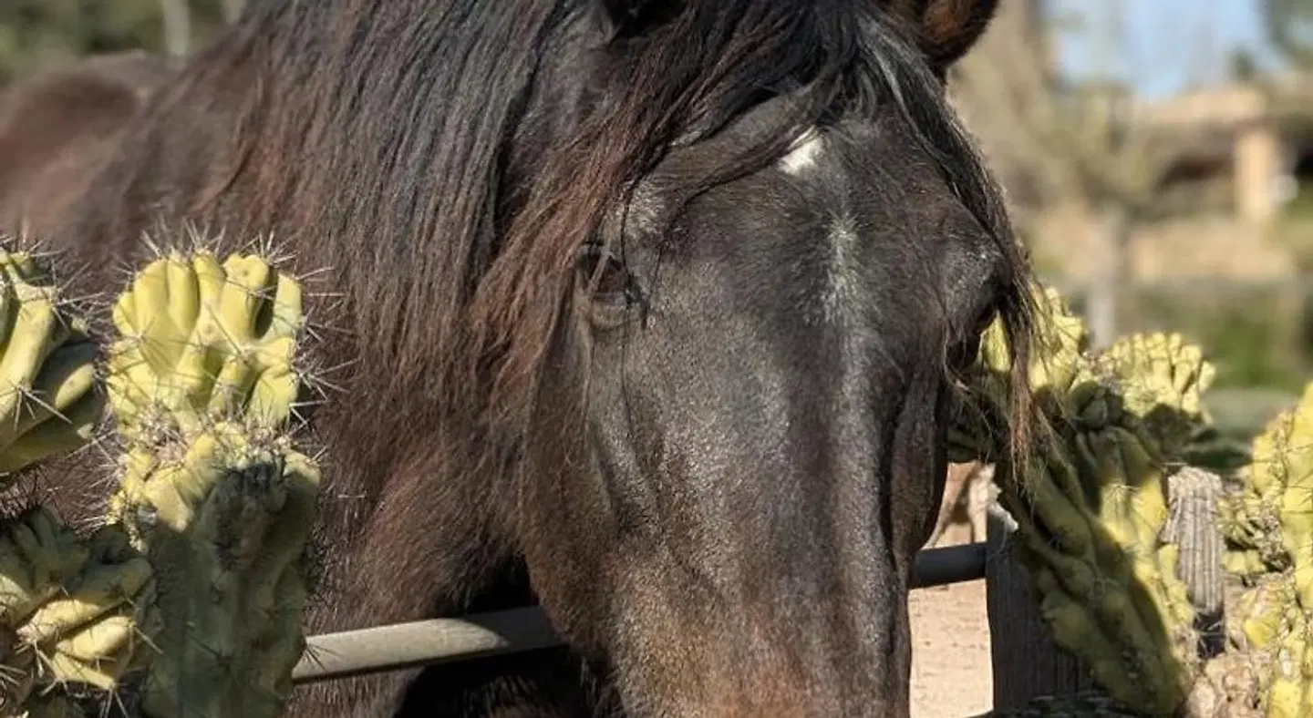 Agroturismo Finca Sant Blai Tiere