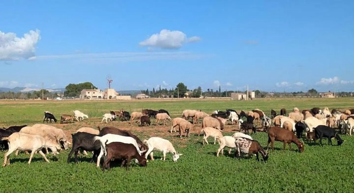 Agroturismo Finca Sant Blai Tiere