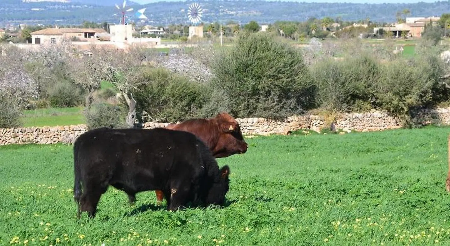 Agroturismo Es Gallicant Tiere